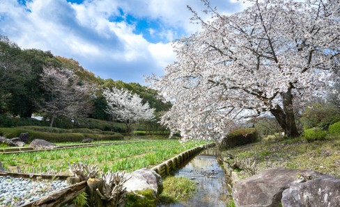 南楽園の桜
